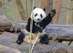 8 x Ouwehands e-tickets te koop - snel geleverd!🐼🐼, Tickets en Kaartjes, Recreatie | Dierentuinen, Drie personen of meer, Dierentuinbon