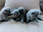 Britsche korthaar kittens, Dieren en Toebehoren, Katten en Kittens | Raskatten | Korthaar, Meerdere dieren, 0 tot 2 jaar