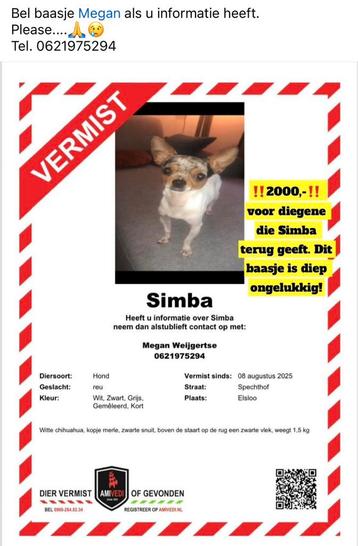 Vermist chihuahua uit Esloo beschikbaar voor biedingen