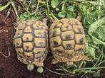 Vrouwelijke Griekse landschildpadden, Dieren en Toebehoren, Schildpad, 0 tot 2 jaar