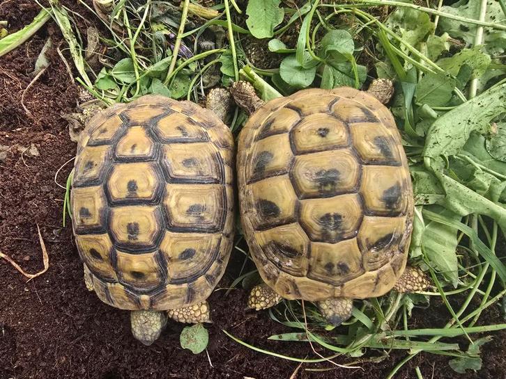 Vrouwelijke Griekse landschildpadden, Dieren en Toebehoren, Reptielen en Amfibieën, Schildpad, 0 tot 2 jaar