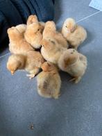Cochin kuikens, Dieren en Toebehoren, Pluimvee, Geslacht onbekend, Kip