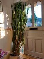 Cactus groot!!, Huis en Inrichting, Kamerplanten, Ophalen