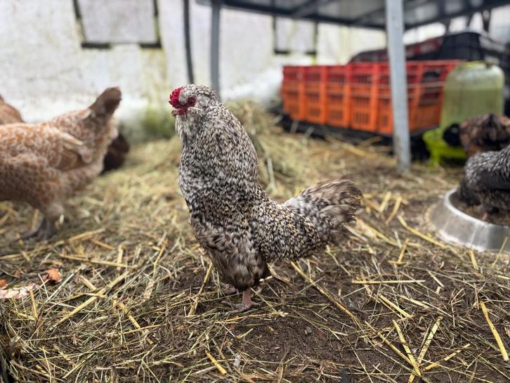 Watermaalse Baardkriel haan koekoek, Dieren en Toebehoren, Pluimvee, Kip, Mannelijk