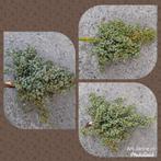 Stoere, landelijke dadeltakken, tak, krans, toef, groendeco, Nieuw, Ophalen of Verzenden, Gemaalweg 12b Rutten, Ari-Janne.nl