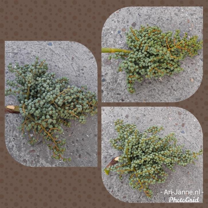 Stoere, landelijke dadeltakken, tak, krans, toef, groendeco, Huis en Inrichting, Woonaccessoires | Overige, Nieuw, Ophalen of Verzenden