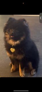 Hele mooie lieve grove pomeriaan reu, Keeshond, 15 weken tot 1 jaar, Reu, CDV (hondenziekte)