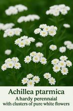 Duizendblad Wilde Bertram, Ophalen, Volle zon, Vaste plant, Zomer