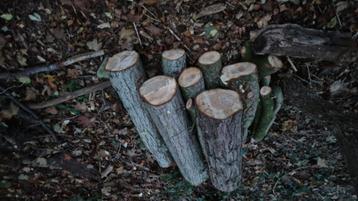 Hout voor open haard beschikbaar voor biedingen
