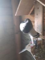 Norwich kropper, Mannelijk, Postduif