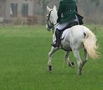 Jachtrok, Dieren en Toebehoren, Stalling en Weidegang