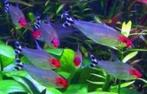 Roodkopzalm - Prachtig visje voor je tropisch aquarium, Dieren en Toebehoren, Vis, Zoetwatervis