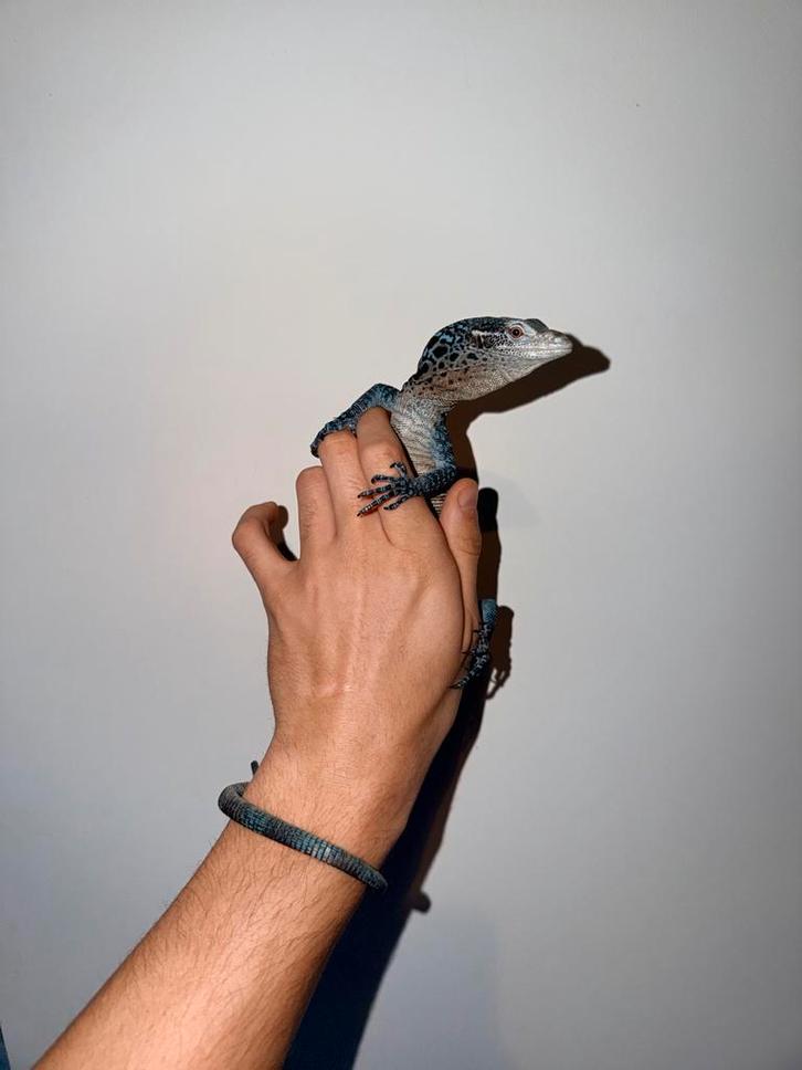 Varanus macraei (blauwe boom varaan)