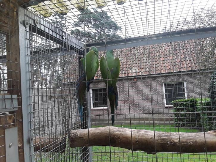 koppel Ara Severa, Dieren en Toebehoren, Vogels | Parkieten en Papegaaien, Papegaai, Meerdere dieren, Geringd
