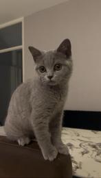 Met spoed: Laatste Raszuivere Britse Korthaar kitten 4,5 mnd, Poes, Gechipt, 0 tot 2 jaar