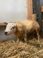 Texelaar Ram, Dieren en Toebehoren, Schapen, Geiten en Varkens, Mannelijk, Schaap, 0 tot 2 jaar