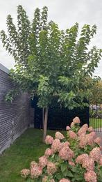 Moerbei wit, Lente, 100 tot 250 cm, Dakboom, Ophalen