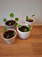 Kleine pannenkoekplantjes (Pilea peperomioides), Huis en Inrichting, Kamerplanten, Ophalen, Halfschaduw, In pot, Minder dan 100 cm