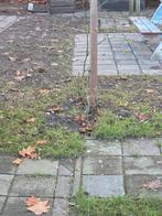 Gezocht !! Leerling stoep/ tegel legger, Tuin en Terras, Ophalen, Nieuw, Minder dan 10 meter