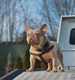 Franse bulldog dekreu!, Dieren en Toebehoren, Honden | Bulldogs, Pinschers en Molossers, België, Fokker | Hobbymatig, Rabiës (hondsdolheid)