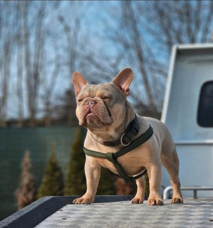 Franse bulldog dekreu!, Dieren en Toebehoren, Honden | Bulldogs, Pinschers en Molossers, Reu, Bulldog, Fokker | Hobbymatig, Eén hond