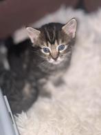 4 wekeen baby cats, Dieren en Toebehoren