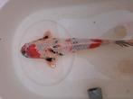 Koi., Dieren en Toebehoren, Vissen | Vijvervissen, Karper of Koi
