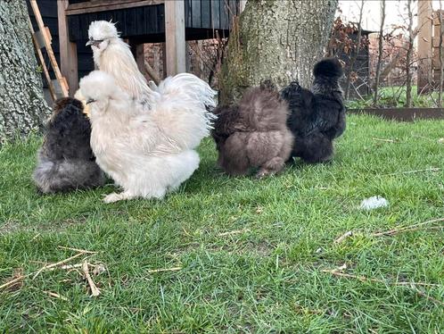 Broedeieren USA zijdehoenders, Zijdehoen, Dieren en Toebehoren, Pluimvee, Kip, Geslacht onbekend