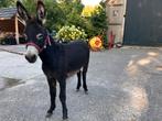 Mini ezel dekhengst, Dieren en Toebehoren, Maart, Mannelijk