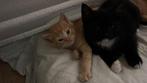 Laatste lieve kittens, Dieren en Toebehoren, Katten en Kittens | Raskatten | Korthaar, Ontwormd