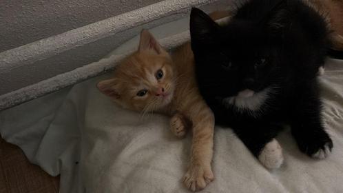 Laatste lieve kittens, Dieren en Toebehoren, Katten en Kittens | Raskatten | Korthaar, Ontwormd