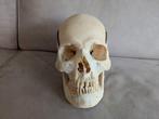 Echte mensen schedel, Antiek en Kunst, Ophalen of Verzenden