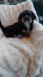 Boomer pups    (  IK BEN DE LAATSTE   !!!!!!!!!!!!!!!!!!, Parvo, Maltezer, Nederland, 15 weken tot 1 jaar