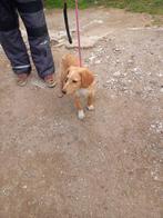 Olli – lief, knuffelig mannetje zoekt een thuis, Rabiës (hondsdolheid), 15 weken tot 1 jaar, Reu, Eén hond