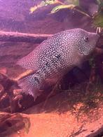 Texas ciclide, H. Carpinte, Dieren en Toebehoren, Overige typen, Zoetwatervis