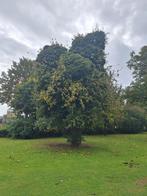 Stoofperen te koop, Volle zon, Lente, 100 tot 250 cm, Overige soorten