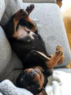 Rottweiler pup, Reu, CDV (hondenziekte), 8 tot 15 weken, Eén hond