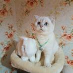 Prachtige zilveren chinchilla kittens, Dieren en Toebehoren, Katten en Kittens | Raskatten | Korthaar, Meerdere dieren, Gechipt