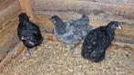 Orpington kip kippen, Dieren en Toebehoren, Pluimvee, Meerdere dieren, Kip