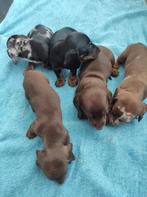 Prachtige Teckel pups te koop, Dieren en Toebehoren, Honden | Teckels en Dashonden, Particulier, 15 weken tot 1 jaar, Dwerg, Parvo