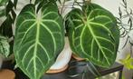 Anthurium Besseae aff. - Zeldzame Kamerplant, Huis en Inrichting, Kamerplanten, Verzenden, Overige soorten, Halfschaduw, In pot