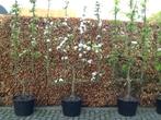 Leifruitbomen, Tuin en Terras, Planten | Fruitbomen, Perenboom, 100 tot 250 cm, Ophalen, In pot