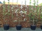 Leifruitbomen, Perenboom, 100 tot 250 cm, Ophalen, In pot