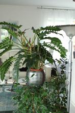 Mooie Grote  Kamerplant (Philodendron. ), Bloeiende kamerplant, Ophalen, Halfschaduw, Minder dan 100 cm