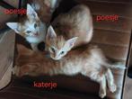 8 kittens, 3 katertjes en 5 poesjes GERESERVEERD!!!, Meerdere dieren, Ontwormd