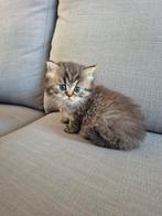Britse korthaar en langhaar kittens, Dieren en Toebehoren, Katten en Kittens | Raskatten | Korthaar, Meerdere dieren, Ontwormd