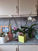 Vijf orchideeën in een koop., Minder dan 100 cm, Halfschaduw, Ophalen
