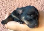 Jack russel pups uit rustige lijnen, Dieren en Toebehoren, Honden | Jack Russells en Terriërs, Jack Russell Terriër, 8 tot 15 weken