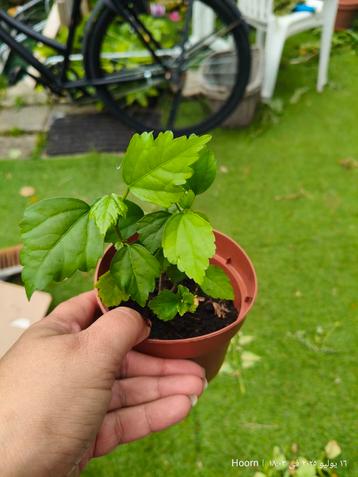 Hibiscus beschikbaar voor biedingen