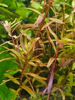 Rotala Yao Yai - ook verzenden, Ophalen of Verzenden, Nieuw, Plant(en), Steen of Hout